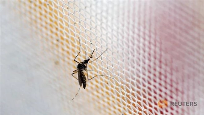 Muỗi Aedes là thủ phạm truyền bệnh do virus Zika. Ảnh minh họa