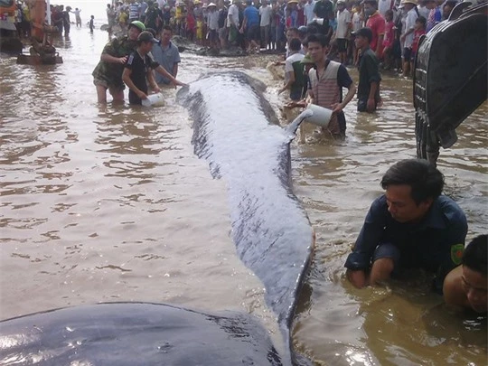 Người dân và lực lượng chức năng giải cứu cá voi mắc cạn ở bãi biễn xã Diễn Thịnh ngày 25/5. Ảnh: NLĐ
