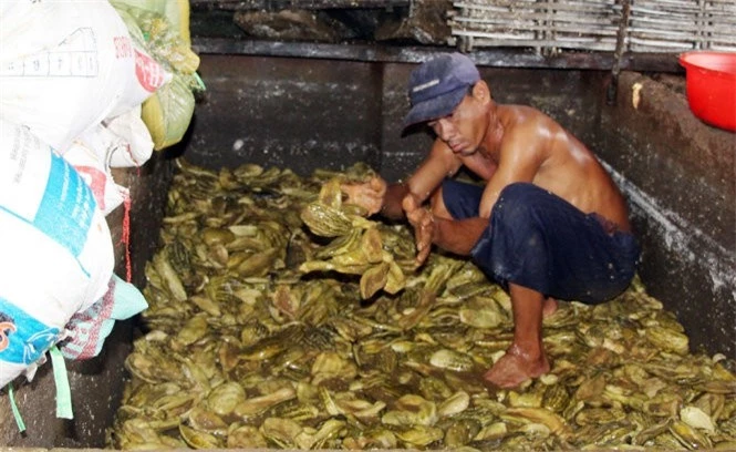 Công nhân cởi trần trực tiếp sản xuất dưa mắm - Ảnh: Tuổi trẻ