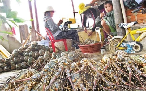 Tôm hùm chết hàng loạt ở Phú Yên. Ảnh: Người lao động