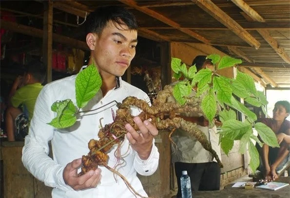 Anh Hồ Văn Chiêu là người đào được củ sâm Ngọc Linh 