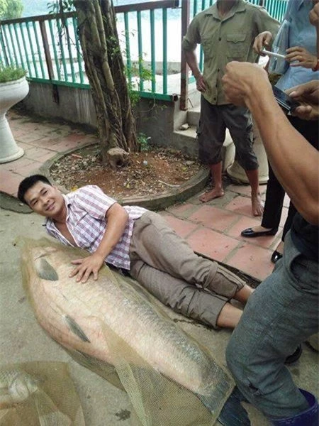 Con cá nặng 52 kg, dài gần bằng chiều cao người trưởng thành. Ảnh: Đất việt