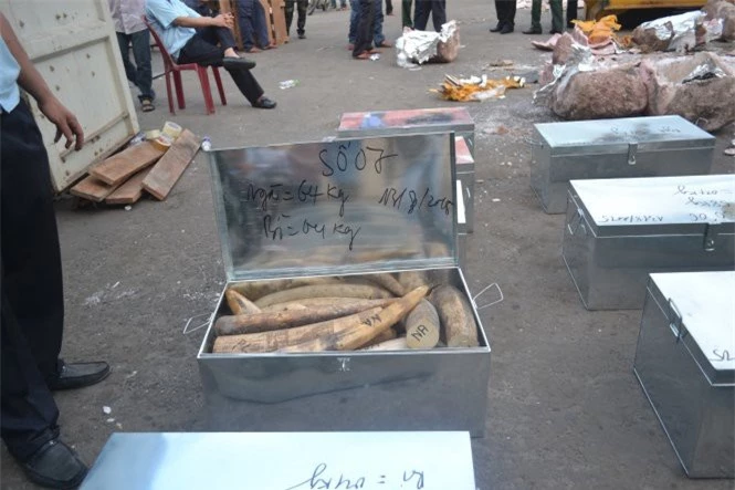 Cơ quan chức năng phát hiện vụ buôn lậu ngà voi qua cảng Tiên Sa - Ảnh: Đ.C./Tuổi trẻ