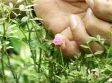 Bông hồng siêu nhỏ 1cm.