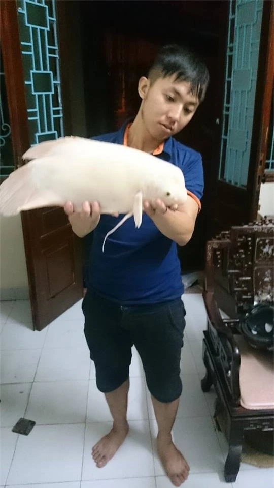 Anh Trần Lĩnh Huế (28 tuổi, ở phố Quán Thánh, quận Ba Đình, TP.Hà Nội) - người bỏ ra 500.000 đồng mua con “quái ngư”.
