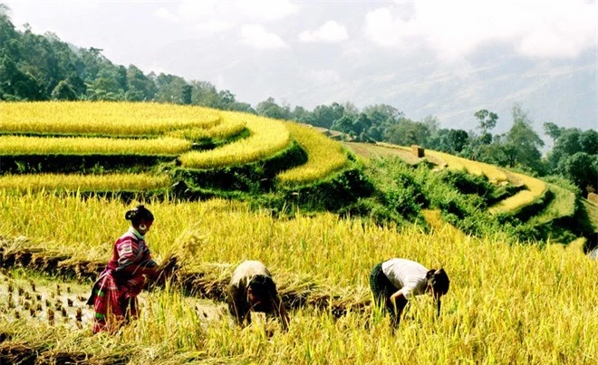 Những người phụ nữ nơi địa đầu của Tổ Quốc hân hoan thu hoạch lúa chín.