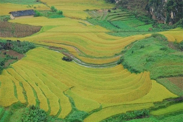 Màu vàng của lúa chín đã tạo nên tháng 10 rất riêng của Hà Giang.