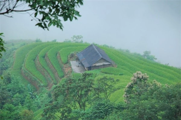 Núi rừng Hà Giang hùng vĩ, nên thơ hơn khi có sự xuất hiện của những cánh đồng lúa nương...Núi rừng Hà Giang hùng vĩ, nên thơ hơn khi có sự xuất hiện của những cánh đồng lúa nương...