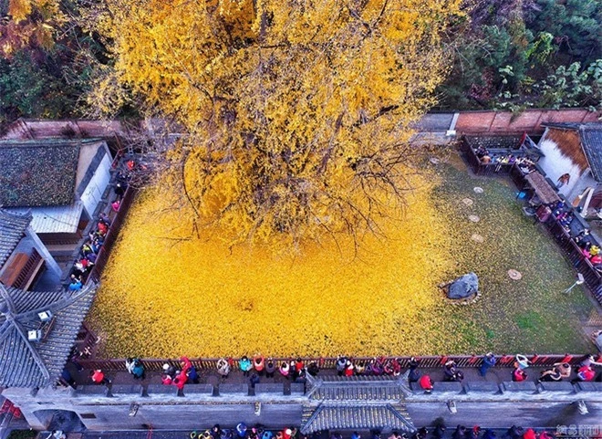 ây ngân hạnh vàng ở chùa Quan Âm cây được trồng từ thời nhà Đường (618-907) và đã tồn tại cùng trời đất hơn 1.400 năm