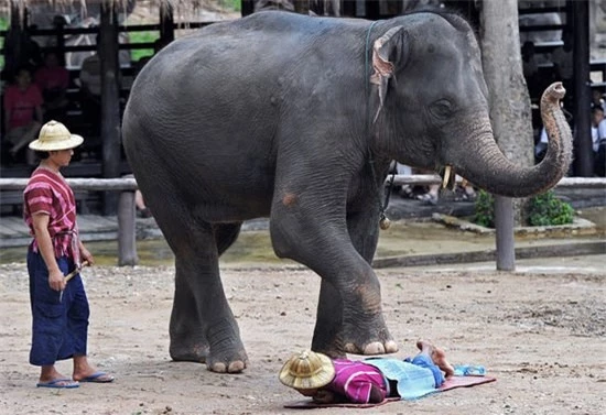 Những người quản tượng sẽ theo dõi quá trình massage của những chú voi để đề phòng rủi ro cho du khách.