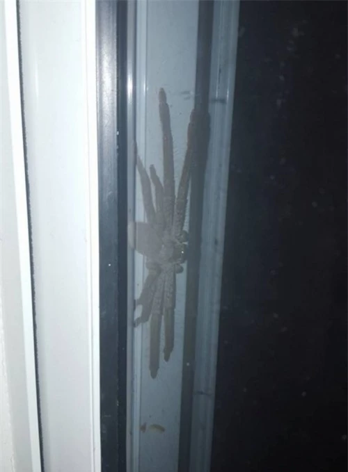 Con nhện thợ săn khổng lồ nấp sau cánh cửa để tránh bị phát hiện.
