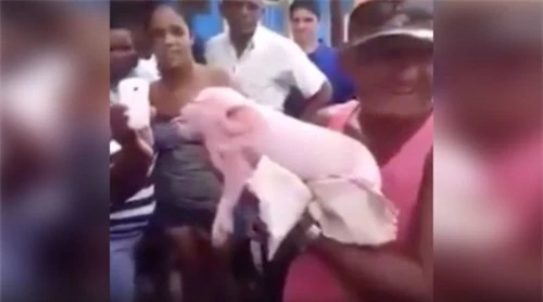 Hình ảnh của chú lợn với cái đầu khỉ đã xuất hiện rầm rộ trên mạng xã hội cũng như kênh truyền thông của địa phương.