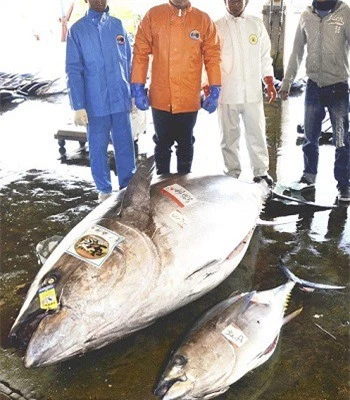 Con cá ngừ với trọng lượng gần nửa tấn đã sa lưới ngư dân Nhật.