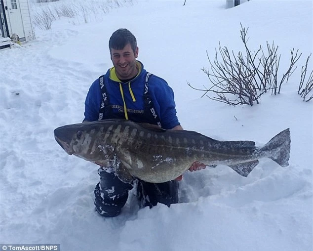 Đây là con cá tuyết lớn nhất từ trước tới nay tại Na Uy.