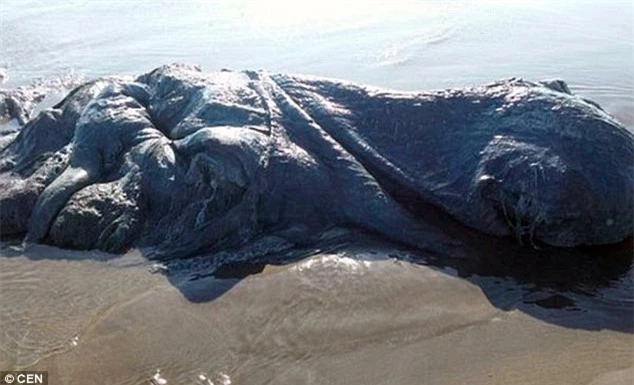 Con thủy quái dài tới 4m đã trôi dạt vào vùng biển mexico.