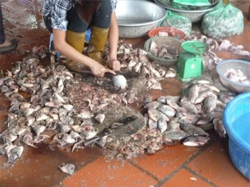 Những con cá ươn, hôi thối sẽ được chế biến lại phục vụ cho các cửa hàng bún phở trong nội thành Hà Nội.