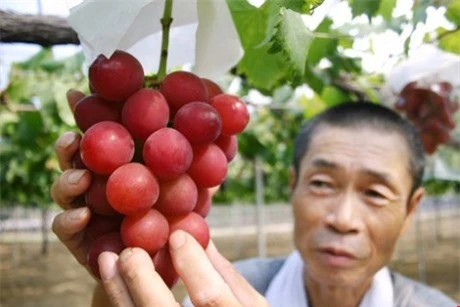Giống nho Ruby Roman được trồng ở tỉnh Ishikawa, Nhật Bản.