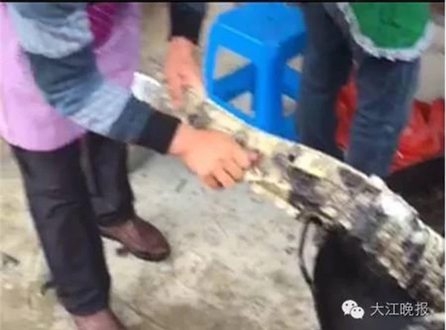 Thay vì báo các nhà chức trách, những người dân tỉnh An Huy đã làm thịt con cá sấu sông Dương Tử cực kỳ quý hiếm.