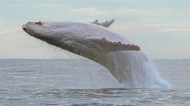 Migaloo là cá thể cá voi bạch tạng, thân hình được phủ một màu trắng tinh khôi.