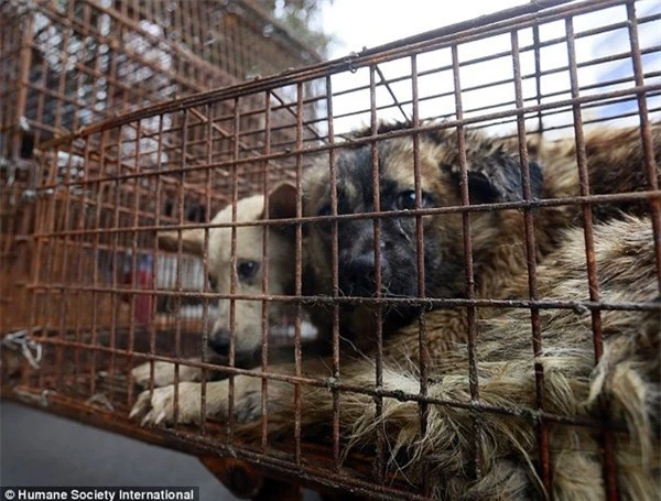 Lao động nước ngoài ở Đài Loan giết thịt chó, mèo sẽ bị trục xuất,