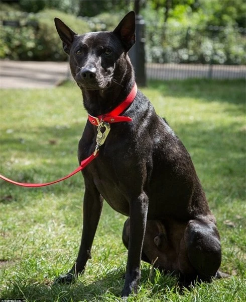 Chó Phú Quốc bố Sirius - một trong những chú chó thắng giải trong các kỳ thi chó - được bà Lane nhập khẩu vào Anh và nhân giống lứa chó đầu tiên thành công.