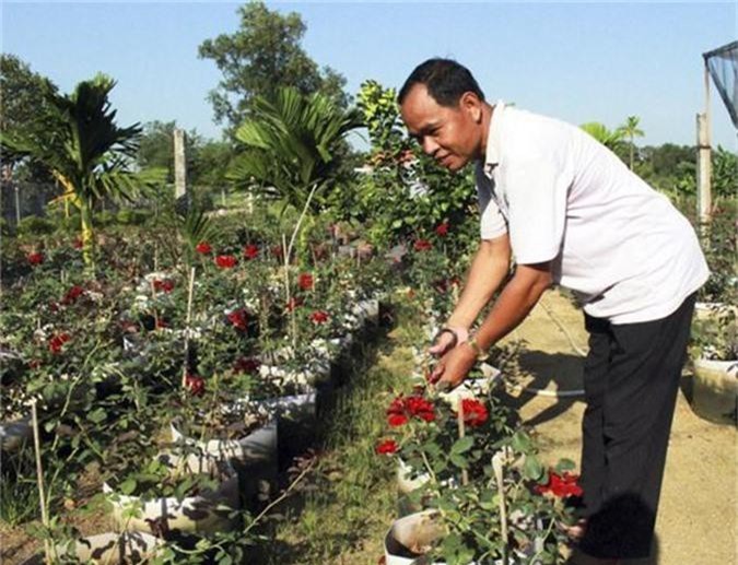 Bà Rịa - Vũng Tàu: Làm giàu nhờ đưa hoa hồng miền Bắc vào trồng ở miền Nam