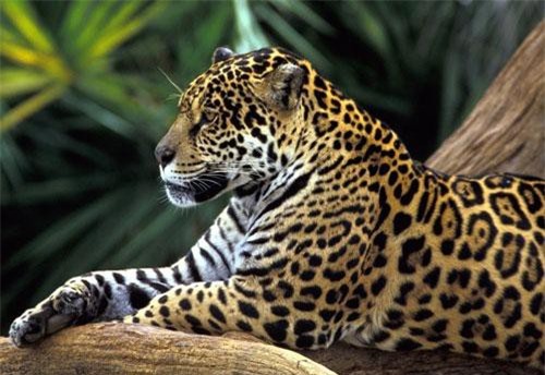 Báo hoa mai hạ sát bầy cá trê 'khủng' mắc cạn