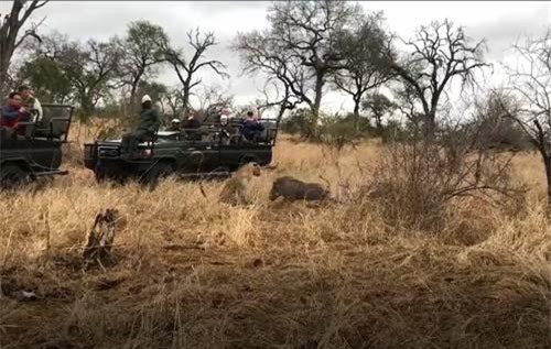 CLIP: Linh cẩu cứu sống lợn rừng khỏi nanh vuốt báo hoa mai