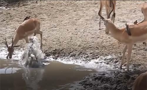 CLIP: Linh dương thoát chết thần kỳ khi bị cá sấu tấn công