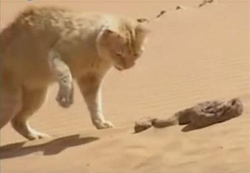 CLIP: Trận chiến hiếm gặp giữa mèo cát và rắn sa mạc