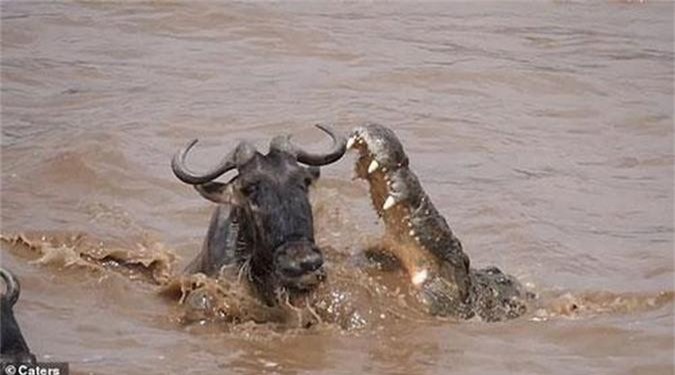Cuộc chạm trán sinh tử giữa linh dương đầu bò và cá sấu sông Nile