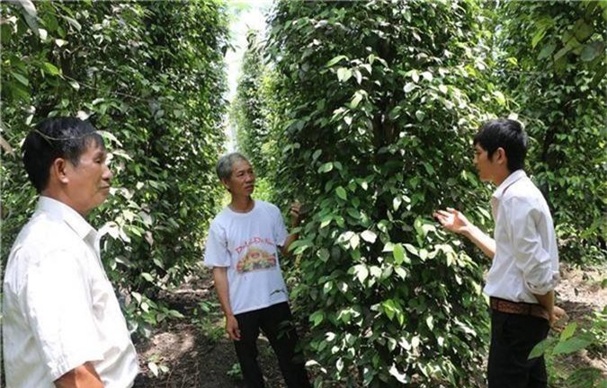 Lại thêm mùa 'đắng' tại 'thủ phủ' hồ tiêu Bình Phước