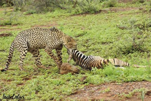 Ngựa vằn chết thảm dưới móng vuốt của báo đốm khi đi lạc