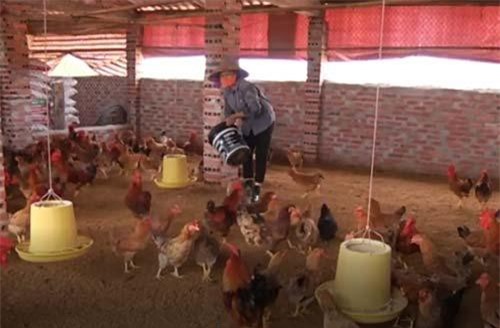 Quảng Ninh: Thu hơn 100 triệu đồng/năm nhờ nuôi gà 6 ngón