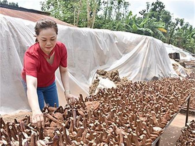 Bà Rịa-Vũng Tàu: Nơi này nấm 'tiền tỷ' phơi la liệt, dân khấm khá