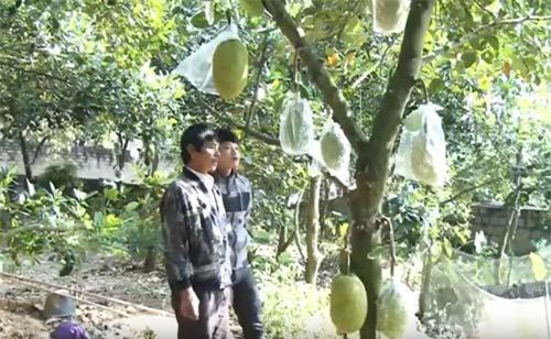 Bắc Giang: Làm giàu nhờ trồng mít Thái Changai