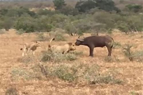 CLIP: Đàn trâu rừng đại chiến với sư tử để giải cứu đồng loại