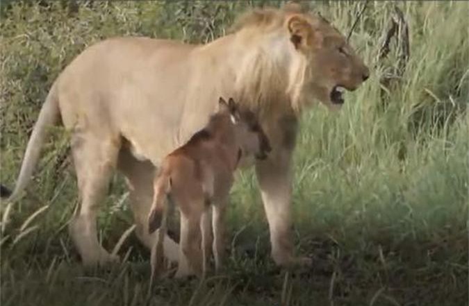 CLIP: Linh dương non lạc mẹ gặp phải sư tử và cái kết khó tin