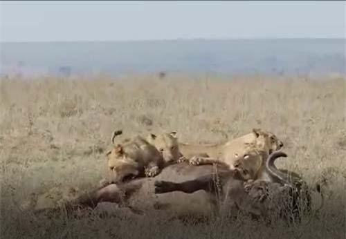 CLIP: Trâu rừng chết thảm dưới nanh vuốt sư tử