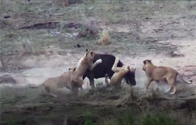 CLIP: Trâu rừng tấn công sư tử, giải cứu đồng loại