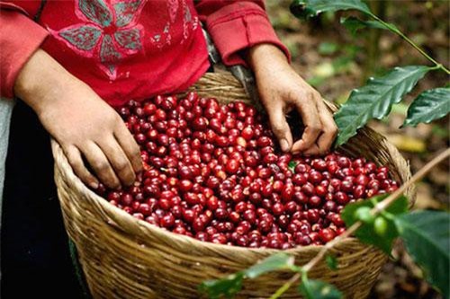 Cà phê Việt chờ tin tốt để hồi phục