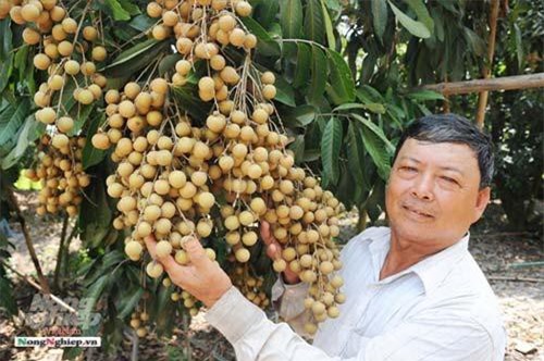 Cần Thơ: Sản xuất trái cây chất lượng cao phục vụ xuất khẩu