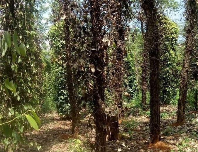 Đắk Nông: Hàng ngàn ha hồ tiêu bị chết, rớt giá kỷ lục