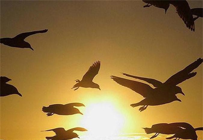 Giải mã nguyên nhân giúp các loài chim di cư chọn đúng điểm đến