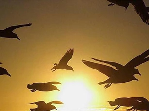 Giải mã nguyên nhân giúp các loài chim di cư chọn đúng điểm đến