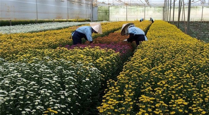 Lâm Đồng: 10% sản lượng hoa được xuất khẩu
