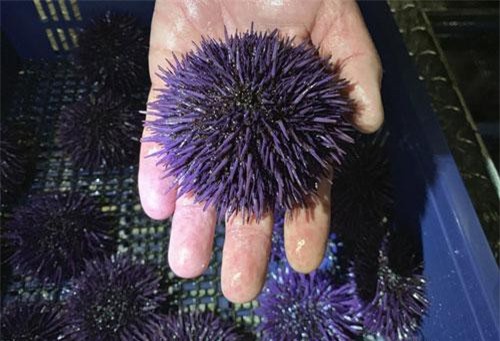 Nhím biển sinh sản vô tội vạ, đe dọa bờ biển nước Mỹ