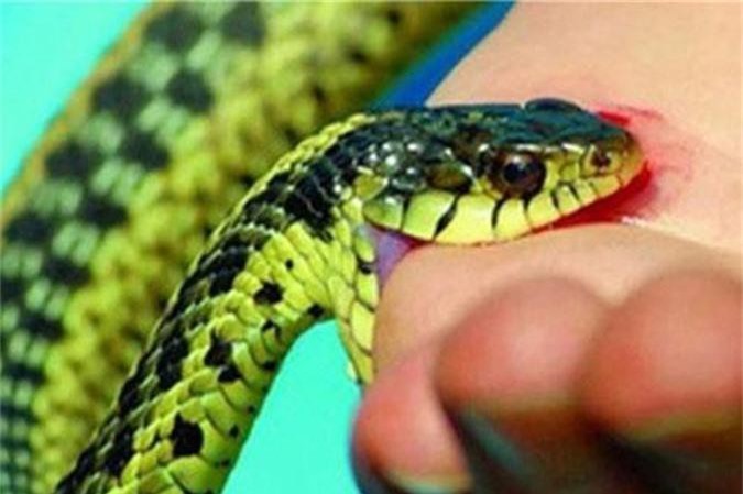 Nọc độc loài rắn phổ biến ở Việt Nam gây chết người nhanh ra sao?