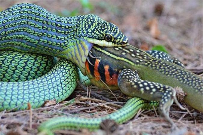 Rắn có thể nuốt được con mồi 'siêu to khổng lồ' to bằng cỡ nào?