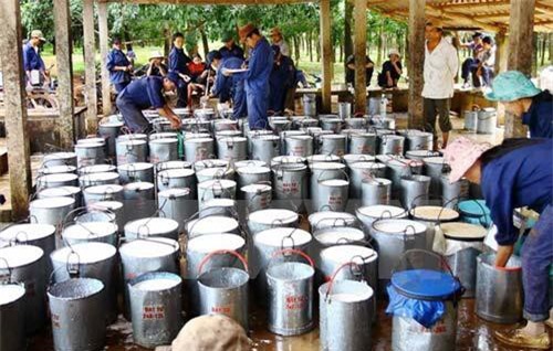 Sẽ đưa kim ngạch xuất khẩu cao su đạt trên 2 tỷ USD